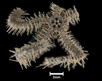 Media type: image;   Invertebrate Zoology OPH-3526 Description: Bottom of brittle star with mouth visible.;  Aspect: ventral